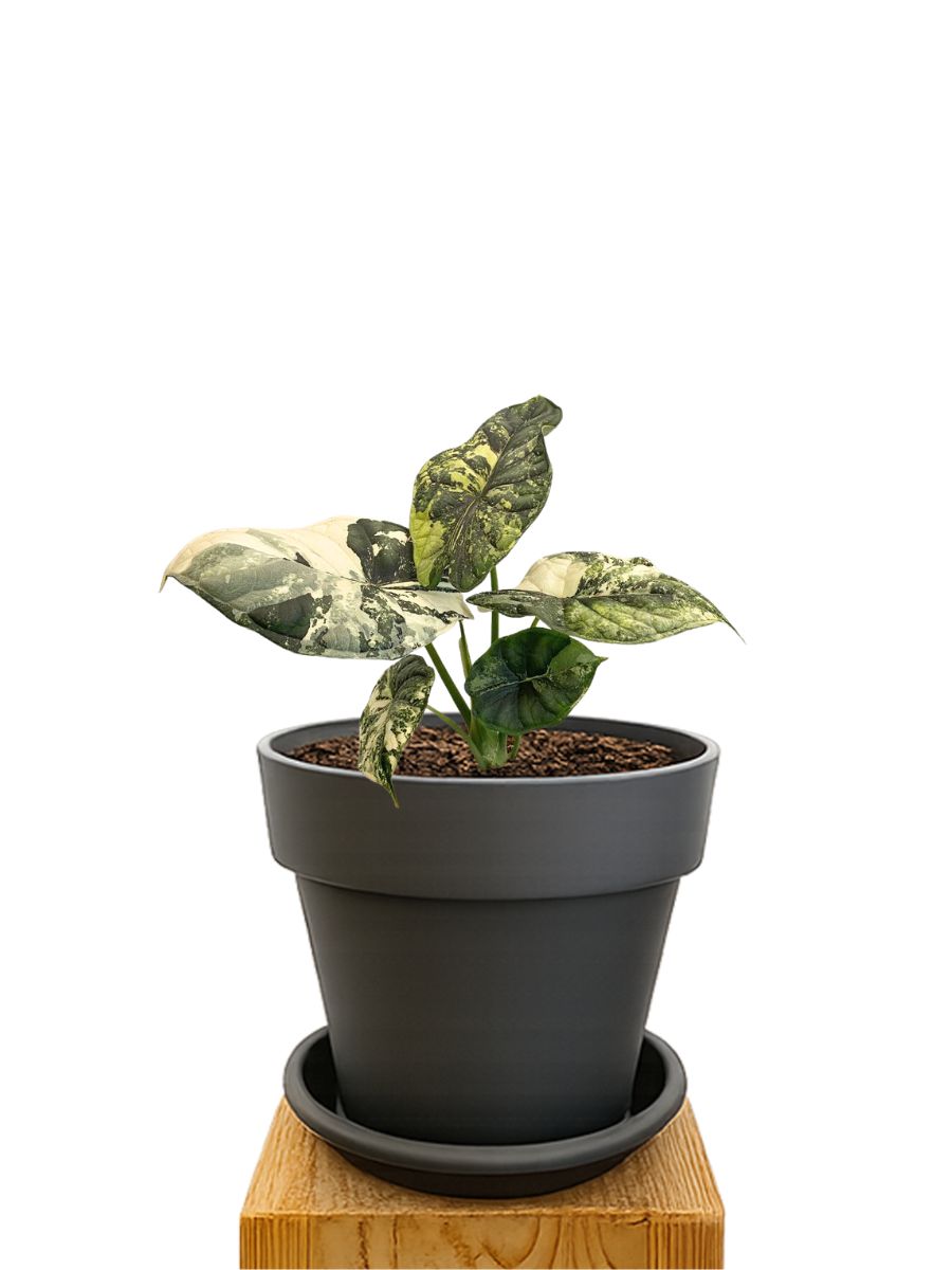 Pflanzkit 20 Anthrazit
